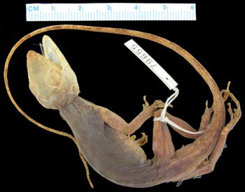 Media type: image; Herpetology R-79655